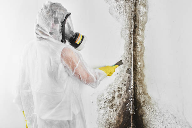 Best Certified Mold Removal  in Morenci, MI