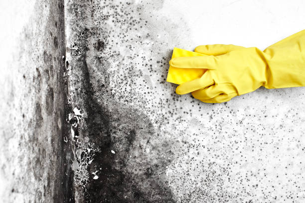 Best Crawl Space Mold Removal  in Morenci, MI