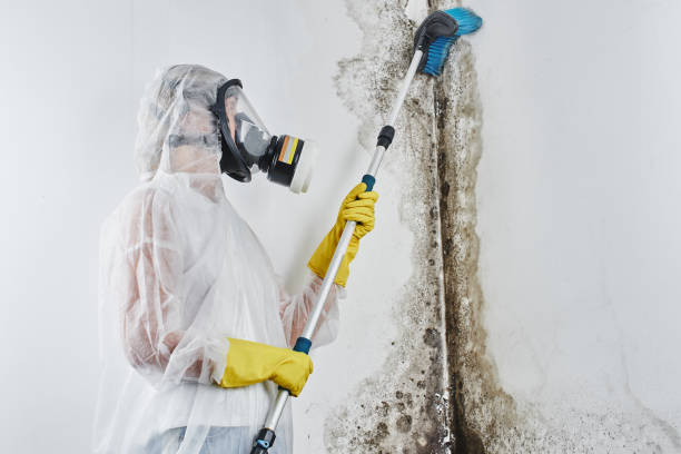 Home Mold Removal in Morenci, MI