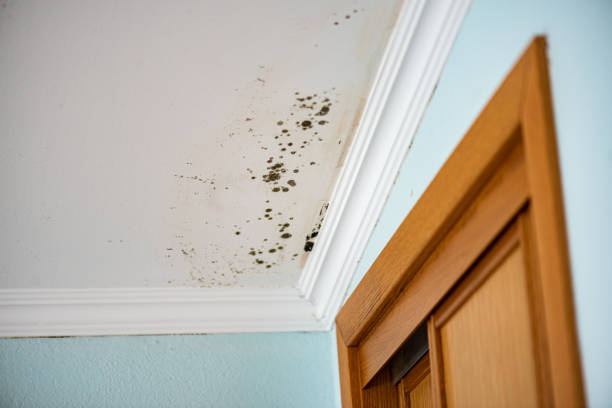 Best Affordable Mold Removal  in Morenci, MI