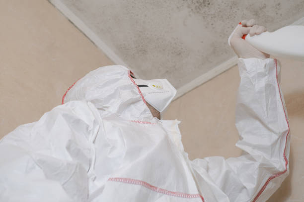 Best Office Mold Removal Services  in Morenci, MI