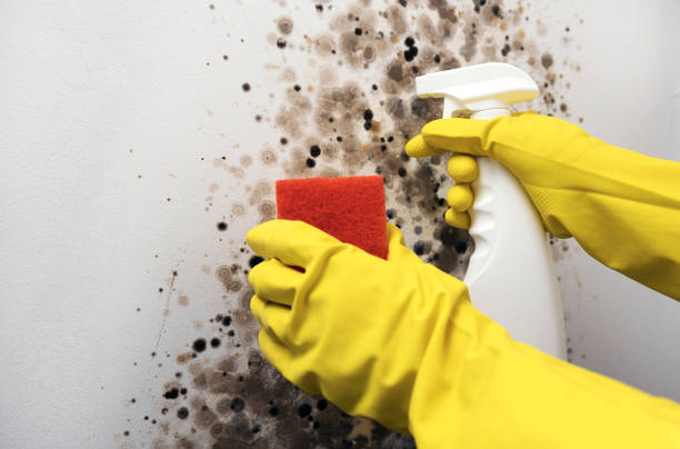 Best Affordable Mold Removal  in Morenci, MI