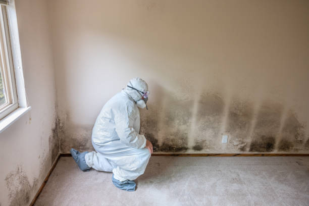 Professional Mold Removal in Morenci, MI