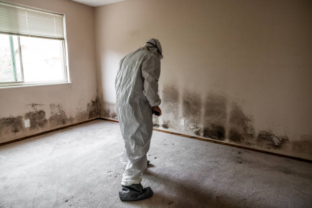 Best Black Mold Removal  in Morenci, MI