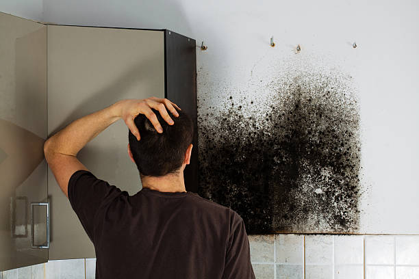 Best Toxic Mold Removal  in Morenci, MI