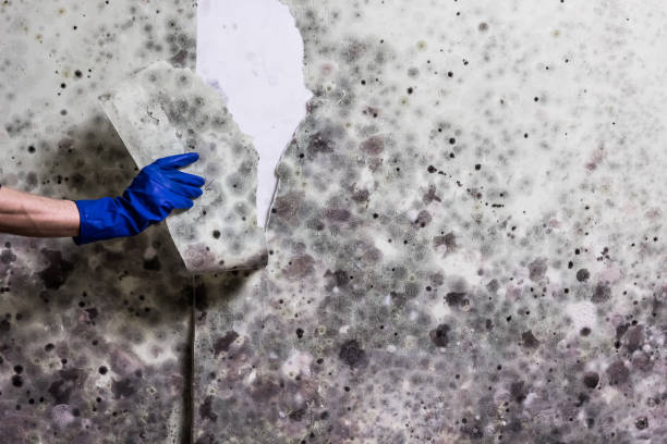 Best Best Mold Removal Companies  in Morenci, MI
