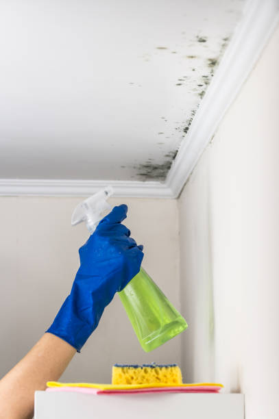 Best Mold Cleaning Services  in Morenci, MI