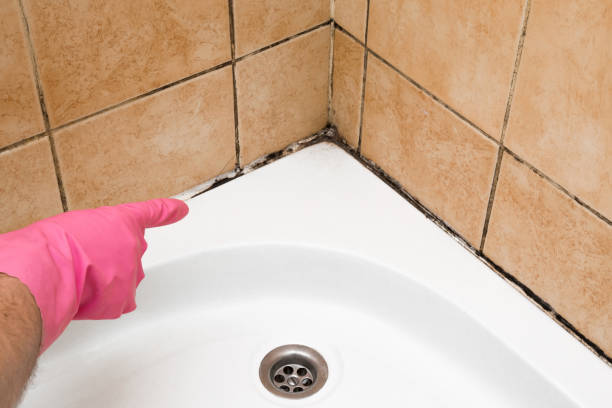 Best Best Mold Removal Companies  in Morenci, MI